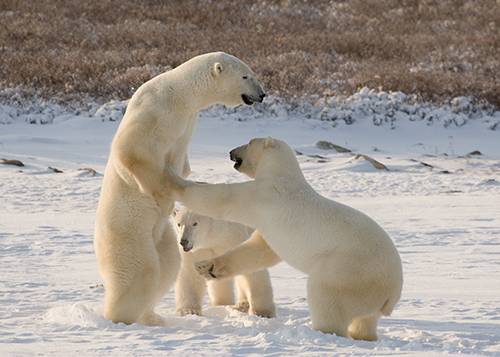 Three Polar Bears