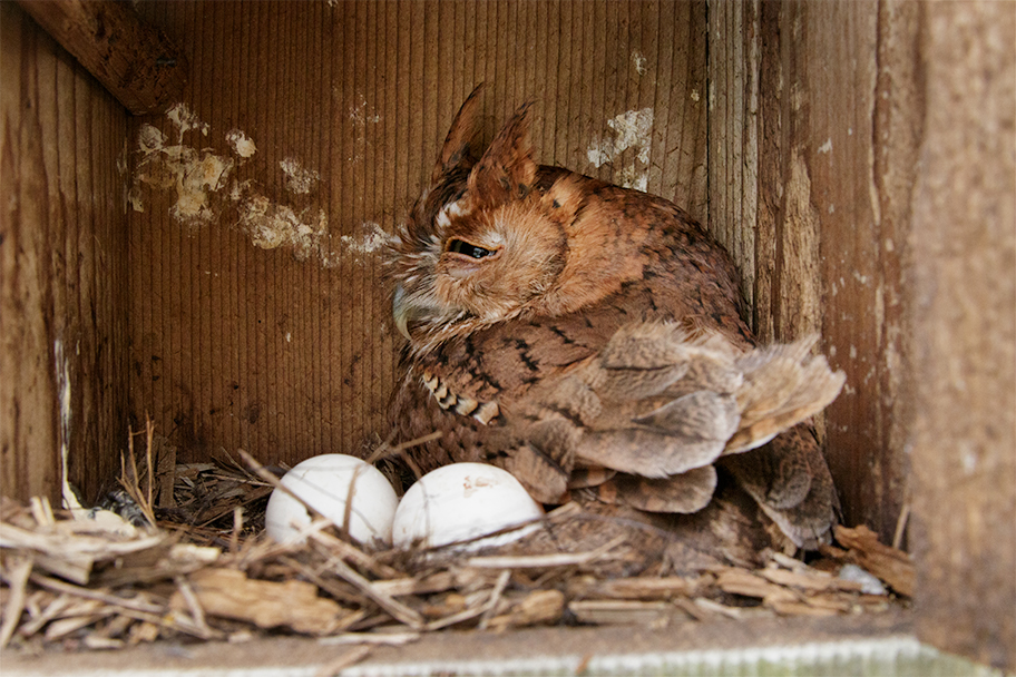 Screech owl in nestbox with two eggs