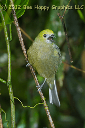 Palm Tanager