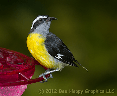 Bananaquit