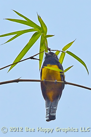 Guianan Trogon Male