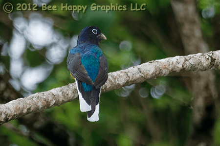 Green-backed Trogon Male