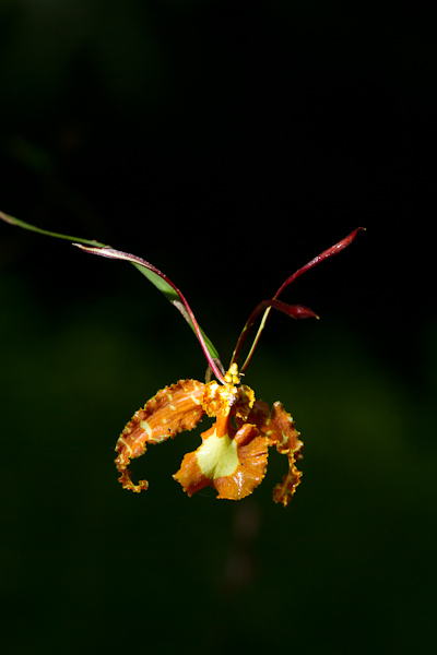 Butterfly Orchid