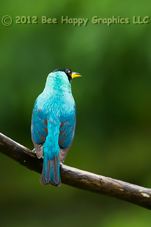 Green honeycreeper