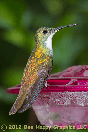 White-chested Emerald