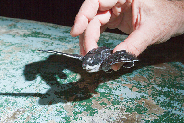 Baby Leatherback Turtle