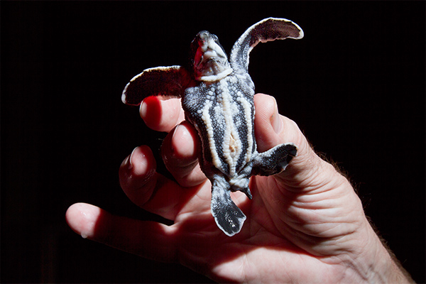 Baby Leatherback Turtle