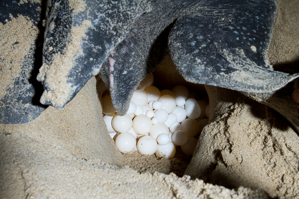 Leatherback Turtle Eggs