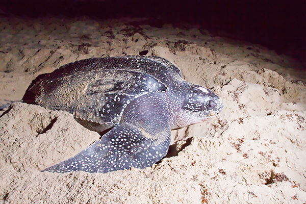 Female Leatherback Turtle