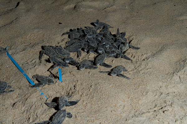 Emerging Leatherback Turtles