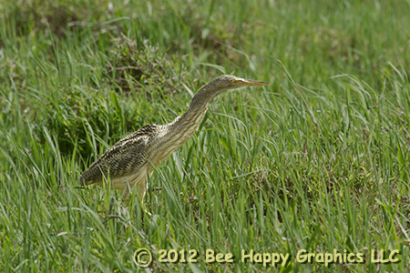 Pinnated Bittern