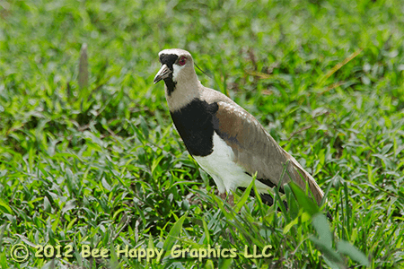 Southern Lapwing