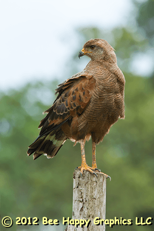 Savanna Hawk