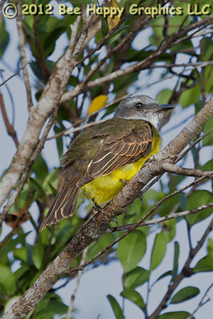 Tropical Kingbird