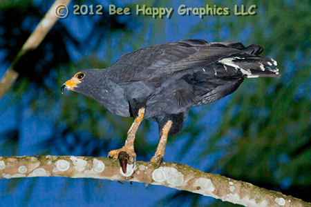 Common Black Hawk