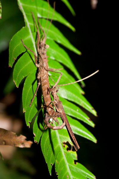 Stick Insects Mating