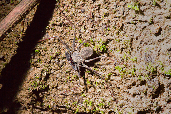 Tailless Whip Scorpion