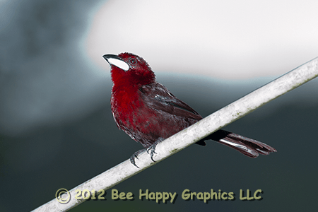 Silver-beaked Tanager Male