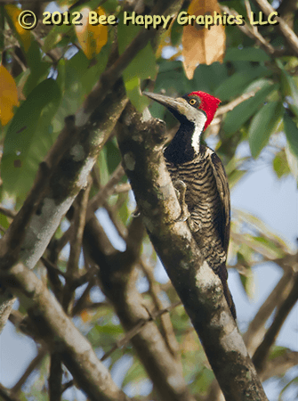 Crimson-crested Woodpecker