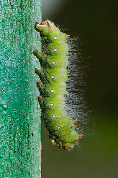 Caterpillar