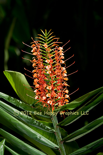 Chinese Ginger Flower