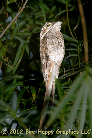 Common Potoo