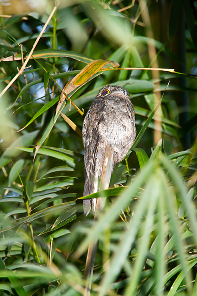 Common Potoo