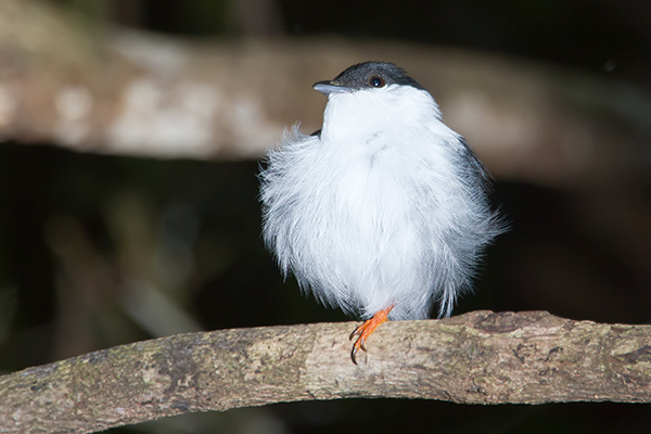 White-bearded Manakin