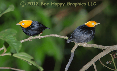 Golden-headed Manakin