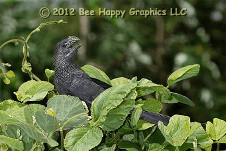 Smooth-billed Ani