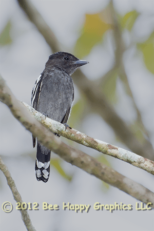 White-winged Becard