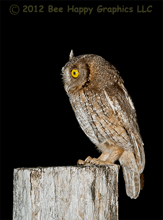 Tropical Screech Owl