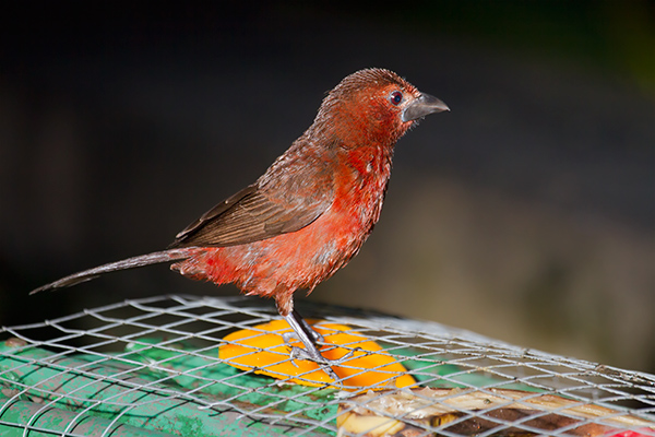 Silver-beaked Tanager Female