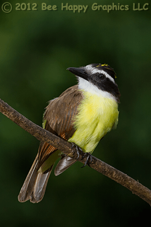 Great Kiskadee