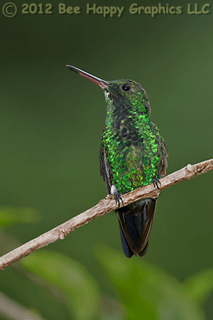 Blue-chinned Sapphire