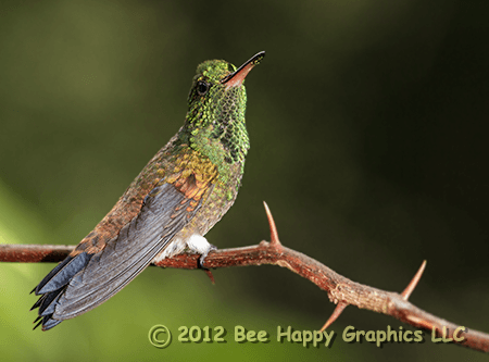 Copper-rumped Hummingbird