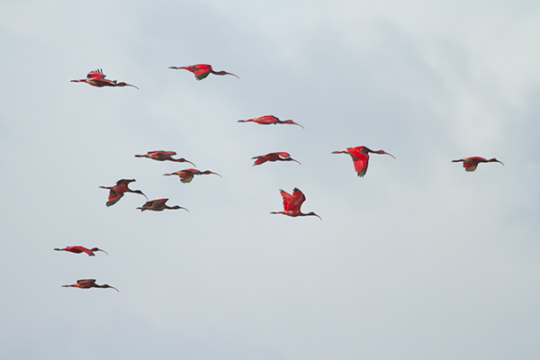 flock of Scarlet Ibis in flight