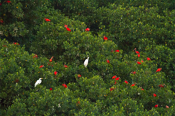 flock of Scarlet Ibis roosting