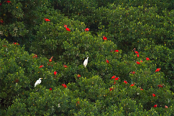 Scarlet Ibis