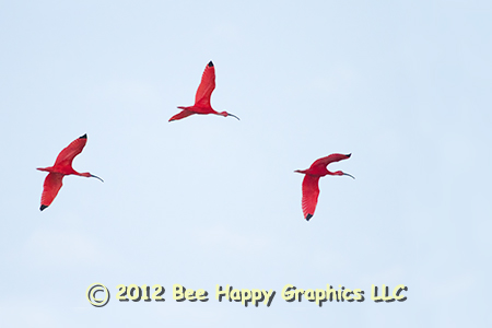 Scarlet Ibis