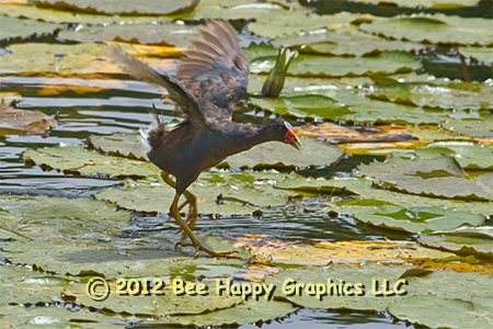 Purple Gallinule