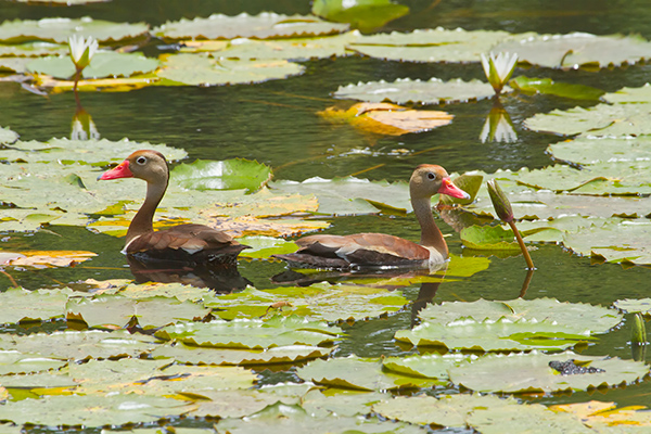 Black-bellied Whistling Ducks