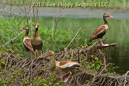 Black-bellied Whistling Ducks