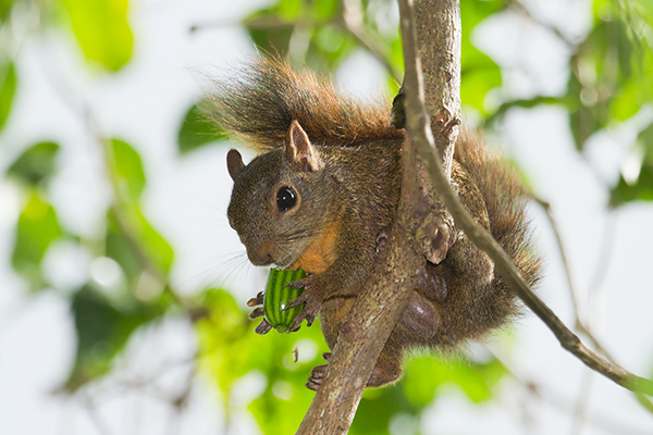 Red-tailed Squirrel