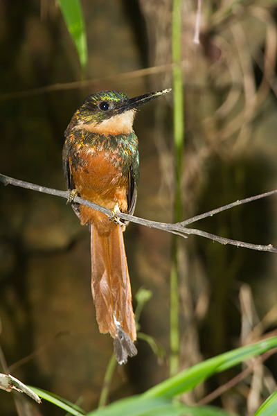 Rufous-tailed Jacamar