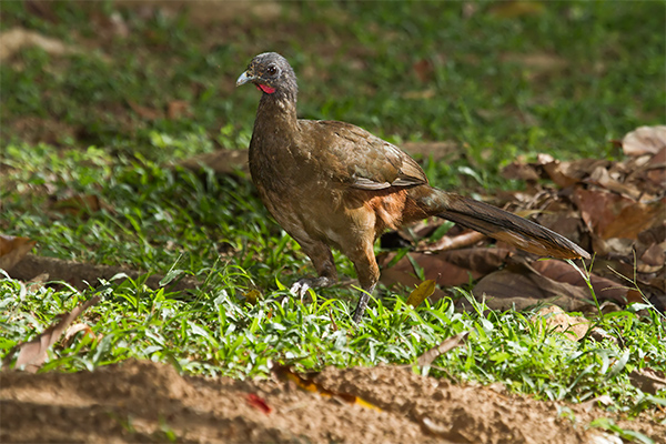 Rufous-vented Chachalaca