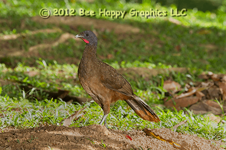 Rufous-vented Chachalaca