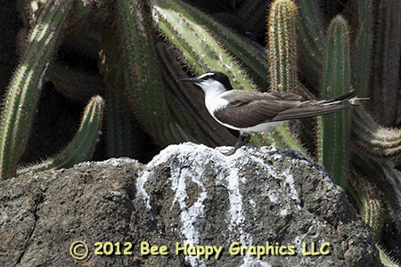 Bridled Tern