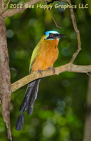 Trinidad Motmot