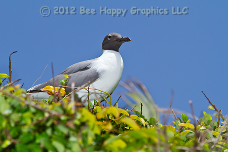 Laughing Gull